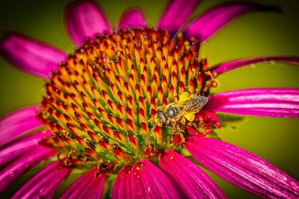 Jaynes Gallery 아티스트의 USA-Colorado-Fort Collins Honey bee on echinacea flower작품입니다.